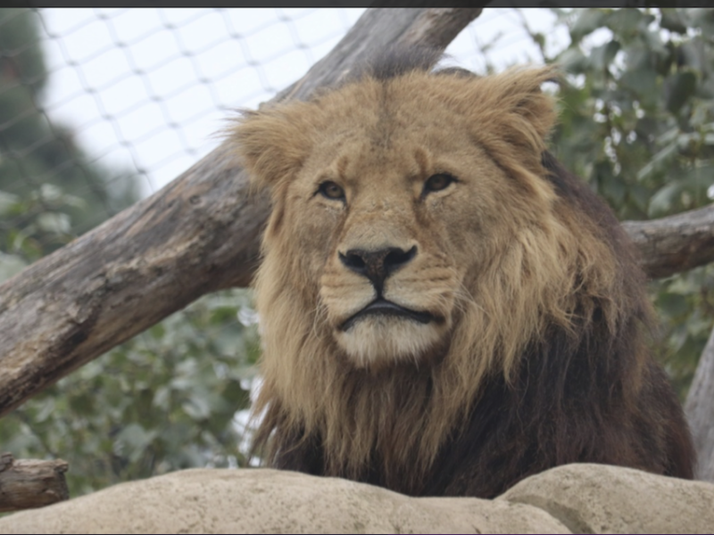 Výlet do Zoo Schönbrunn